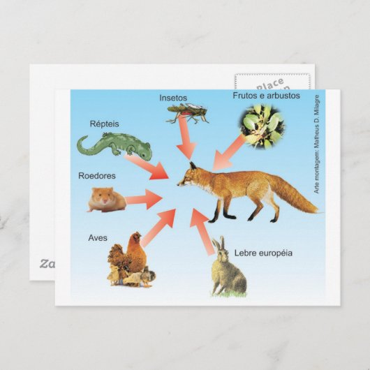 dietaraposa11 esquema didático dieta da raposa briefkaart (Voorkant / Achterkant)