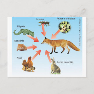 dietaraposa11 esquema didático dieta da raposa briefkaart