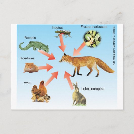 dietaraposa11 esquema didático dieta da raposa briefkaart (Voorkant)