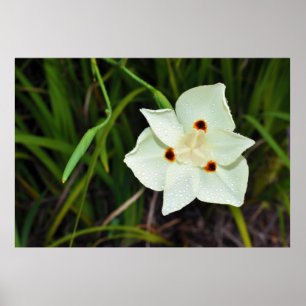Dietes Bicolor African Iris Fortnight Lily Poster