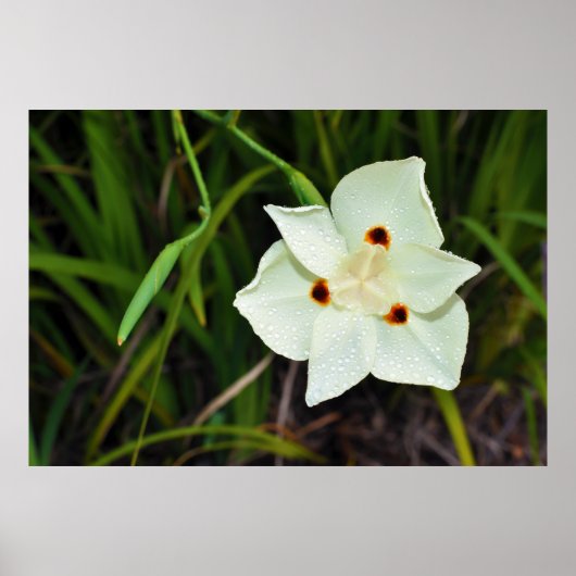 Dietes Bicolor African Iris Fortnight Lily Poster (Voorkant)