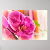 Diffuus Orchid Poster (Voorkant)