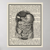 Digestieve systeemanatomie Art Afdrukken #1 Poster (Voorkant)