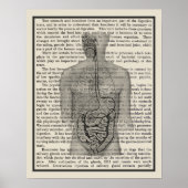 Digestieve systeemanatomie Art Afdrukken #5 Poster (Voorkant)