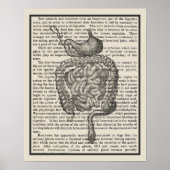 Digestieve systeemanatomie Art print #4 (Voorkant)