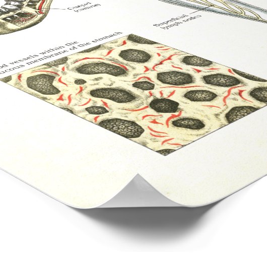 Digestive System Anatomy Poster Internal Organs (Hoek)