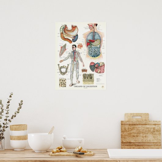 Digestive System Anatomy Poster Internal Organs (Keuken)