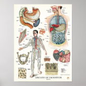 Digestive System Anatomy Poster Internal Organs (Voorkant)