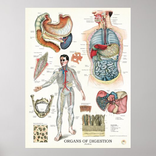 Digestive System Anatomy Poster Internal Organs (Voorkant)