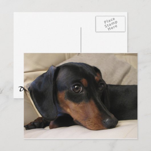Digger the Dachshund Briefkaart (Voorkant / Achterkant)