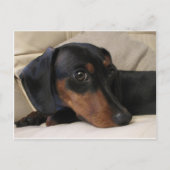 Digger the Dachshund Briefkaart (Voorkant)