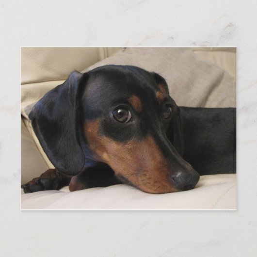 Digger the Dachshund Briefkaart (Voorkant)