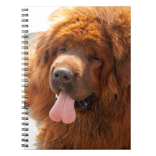 Diggy a Beauful Red Tibetan Mastiff NoteBook Notitieboek (Voorkant)