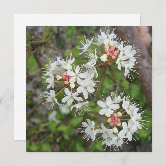 Digitaal Briefkaart (Voorkant / Achterkant)