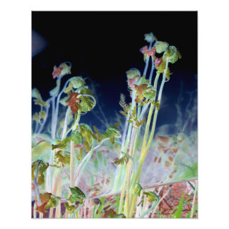 Digitaal gewijzigde Fiddlehead Ferns Foto Afdruk