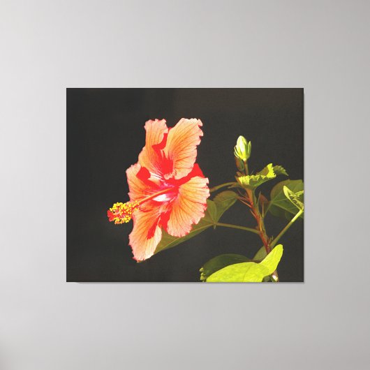 Digitaal ingegraven Hibiscus, Brenda's Bloem Canvas Afdruk (Voorkant)