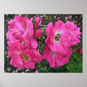 Digitaal verbeterd roze Roos Poster