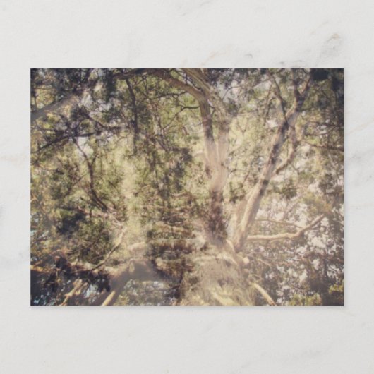 Digitale kunst met boomlagen briefkaart (Voorkant)