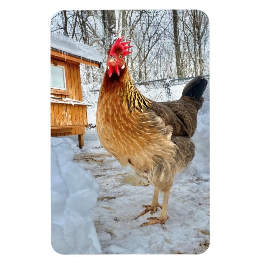 Dignified Chicken Magneet (Verticaal)
