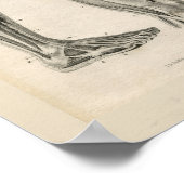 Dijbeen-spieren  anatomie Afdrukken Poster (Hoek)