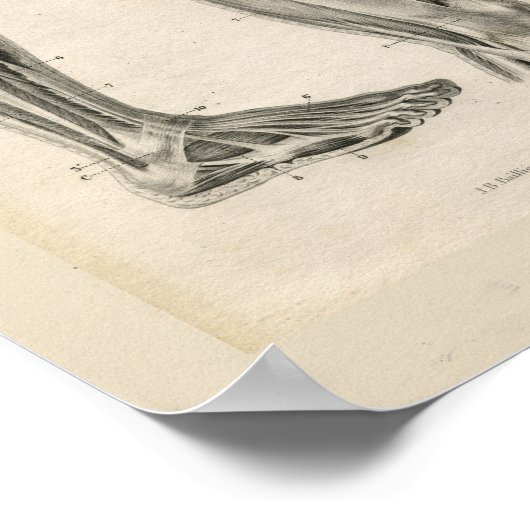 Dijbeen-spieren  anatomie Afdrukken Poster (Hoek)