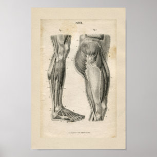 Dijbeen-spieren anatomie Afdrukken Poster