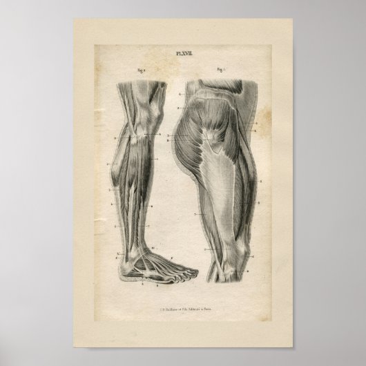 Dijbeen-spieren  anatomie Afdrukken Poster (Voorkant)