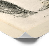 Dijbeen-spieren  anatomie Afdrukken Poster (Hoek)