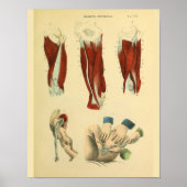Dijspieren, vochtige forceps, anatomische kunst, a poster (Voorkant)