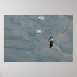 Dijsslang gooide het hoofd uit water poster
