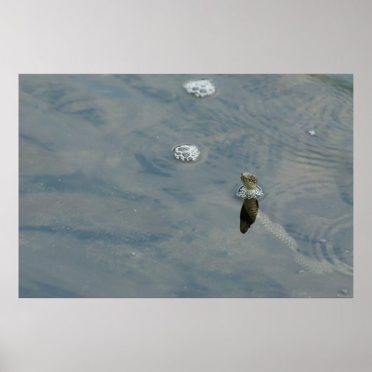 Dijsslang gooide het hoofd uit water poster (Voorkant)