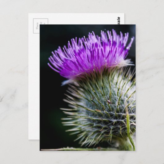 dik briefkaart (Voorkant / Achterkant)