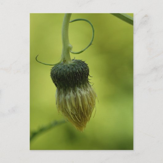 dik briefkaart (Voorkant)