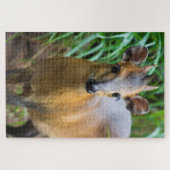 Dik Dik Puzzle Legpuzzel (Horizontaal)