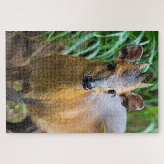 Dik Dik Puzzle Legpuzzel (Horizontaal)