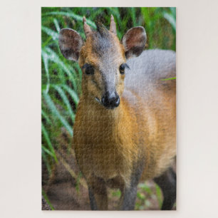 Dik Dik Puzzle Legpuzzel