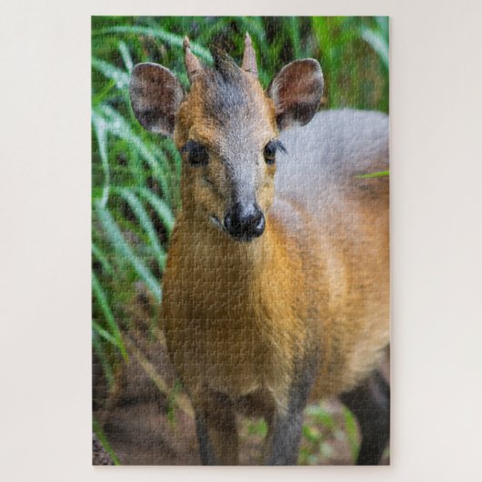 Dik Dik Puzzle Legpuzzel (Verticaal)