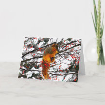 Dikeekhoorn Sneeuwrode boomboom Foto van Birthday