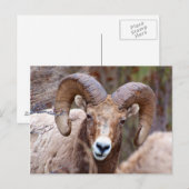 Dikhoornschaap Briefkaart (Voorkant / Achterkant)