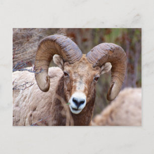 Dikhoornschaap Briefkaart