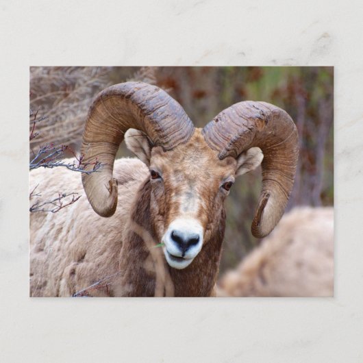 Dikhoornschaap Briefkaart (Voorkant)