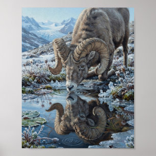 Dikhoornschaap drinkt water uit een gletsjermeertj poster