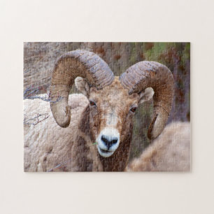 Dikhoornschaap Legpuzzel
