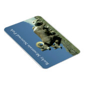 Dikhoornschaap Magneet (Rechterzijde)