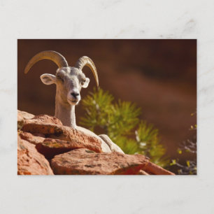 Dikhoornschaap (Ovis canadensis nelsoni). Briefkaart