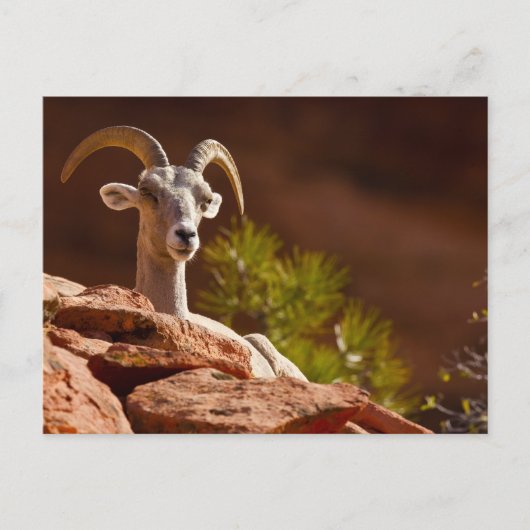 Dikhoornschaap (Ovis canadensis nelsoni). Briefkaart (Voorkant)