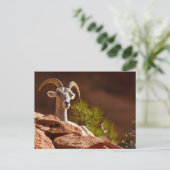 Dikhoornschaap (Ovis canadensis nelsoni). Briefkaart (Staand voorkant)