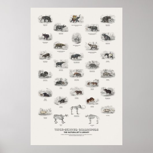 Dikhuidige Viervoeters - Naturalist's Library Poster (Voorkant)