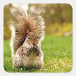 Dikke eekhoorn vierkante sticker