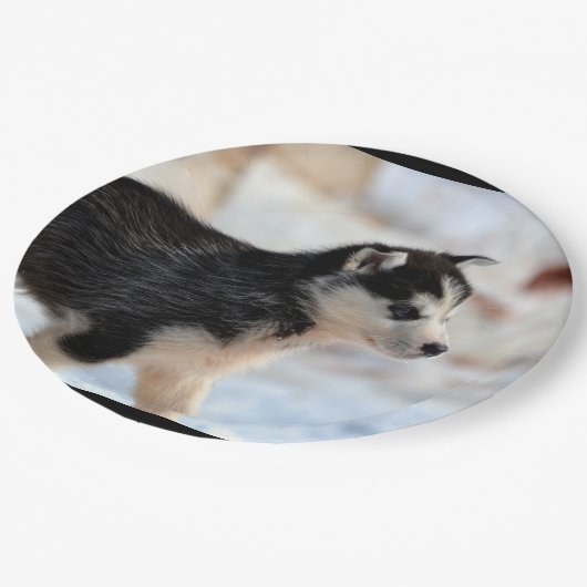 dikke hond papieren bordje (Gekanteld)